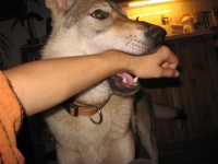 /album/kdyz-semisek-zlobi-/snimek-004-small-3-jpg/